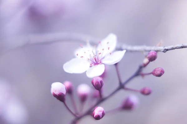 Albero di ciliegio Fiori di fiori — Foto Stock