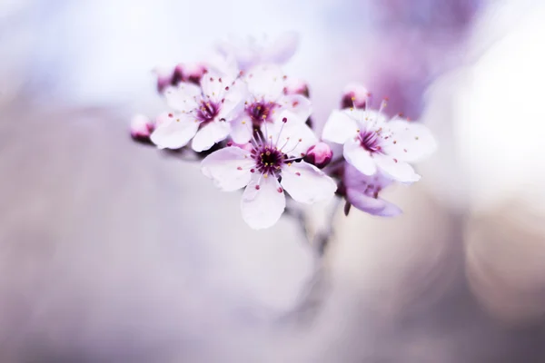 Kersenboom Blossom bloemen — Stockfoto