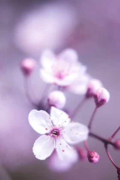 Kersenboom Blossom bloemen — Stockfoto