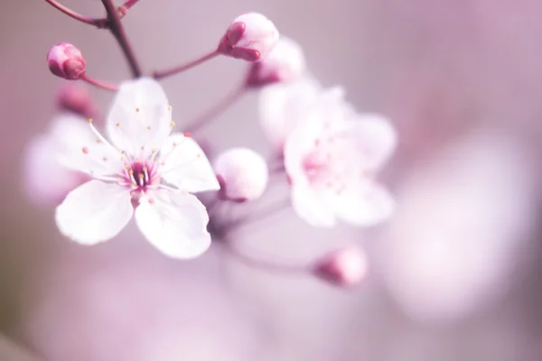 Körsbärsträd blomma blommor — Stockfoto