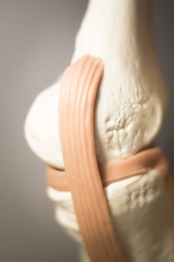 Knee joint meniscus tendon model clipart
