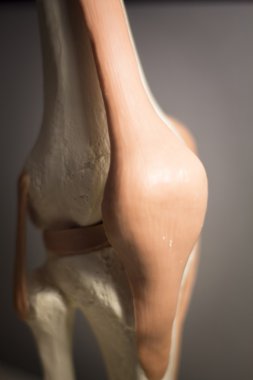 Diz eklem Menisküs tendon modeli