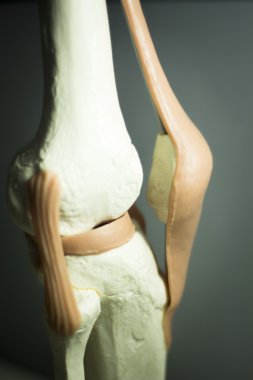 Diz eklem Menisküs tendon modeli