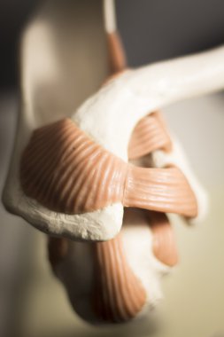 Omuz eklem Menisküs modeli