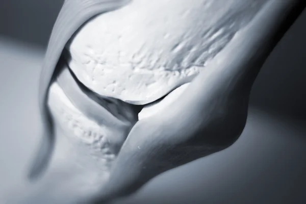Knee joint meniscus tendon model — Stock Photo, Image