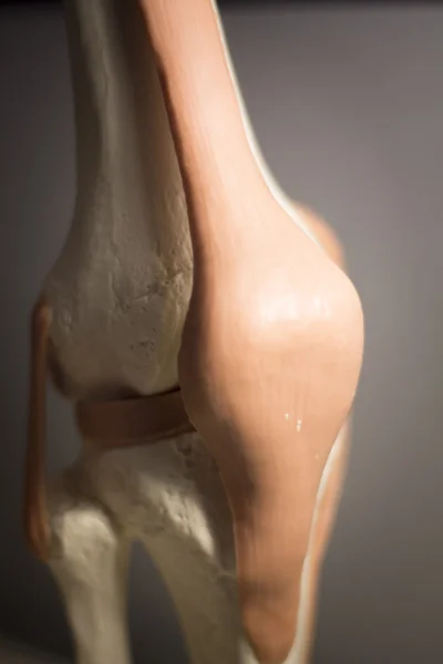 Modelo de tendón de menisco articulado de rodilla — Foto de Stock