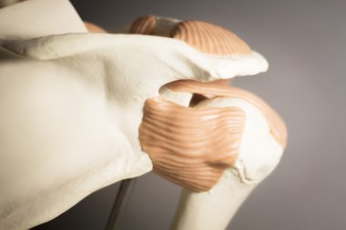 Shoulder joint meniscus model clipart