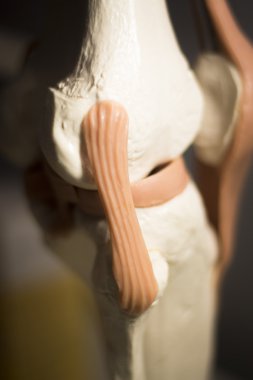 Diz eklem Menisküs tendon modeli