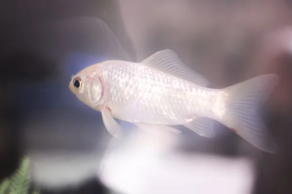 Poisson rouge nageant dans un aquarium — Photo