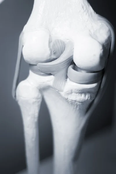 Knee joint meniscus tendon model — Stock Photo, Image
