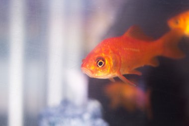 Japon balıkları akvaryumda Yüzme