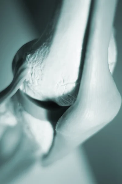 Модель сухожилия коленного сустава мениска — стоковое фото