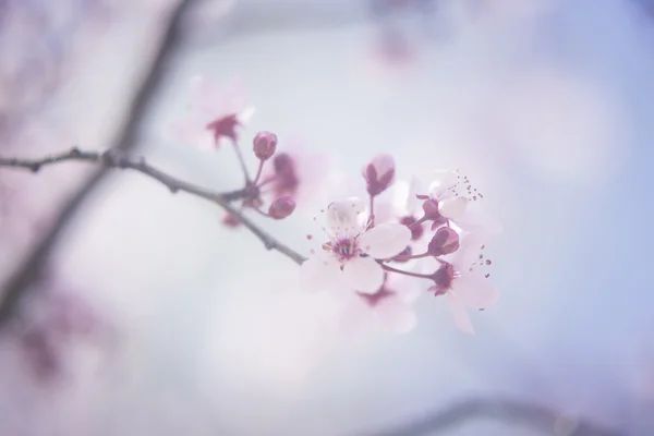 Rama de árbol de primavera de flor de cerezo — Foto de Stock