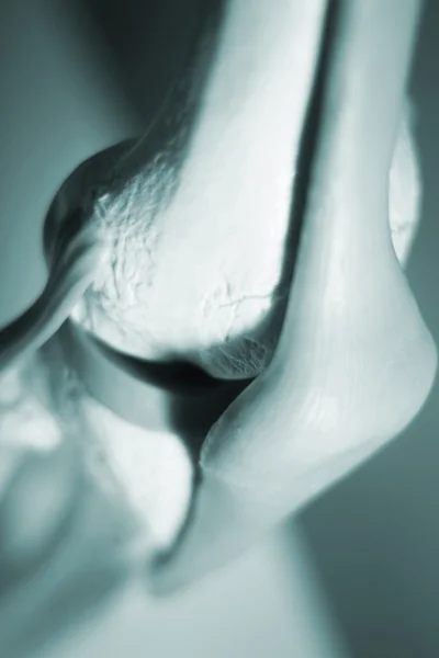 Knee joint meniscus tendon model — Stock Photo, Image