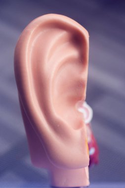 Kulak tıbbı eğitim modeli.