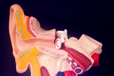 Kulak tıbbı eğitim modeli.