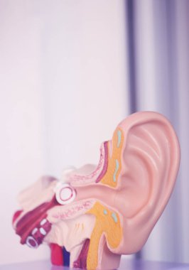 Kulak tıbbı eğitim modeli.