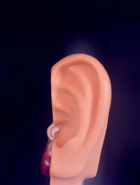 Hearing ear medical teaching model.