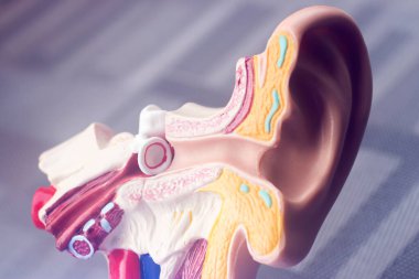 Kulak tıbbı eğitim modeli.