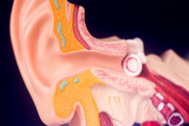 Kulak tıbbı eğitim modeli.