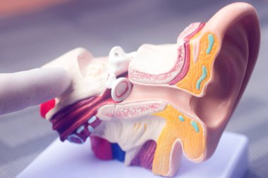 Kulak tıbbı eğitim modeli.