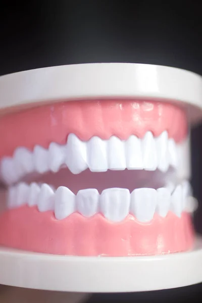 Dentists White Teeth Dentistry Model Closeup — Stock Photo, Image