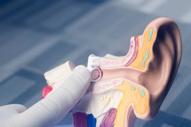 Kulak tıbbı eğitim modeli.