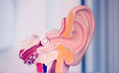 Kulak tıbbı eğitim modeli.