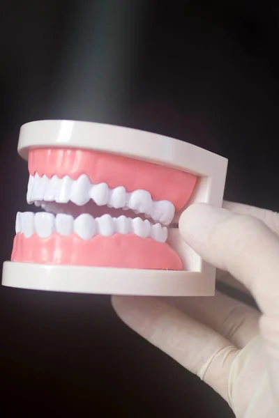 Dentisti Denti Bianchi Modello Odontoiatria Primo Piano — Foto Stock