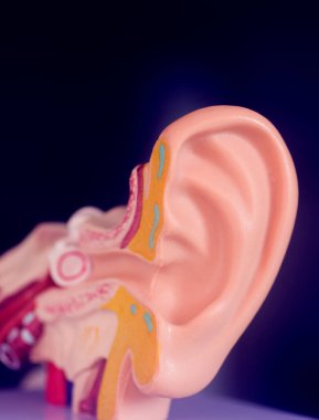 Kulak tıbbı eğitim modeli.
