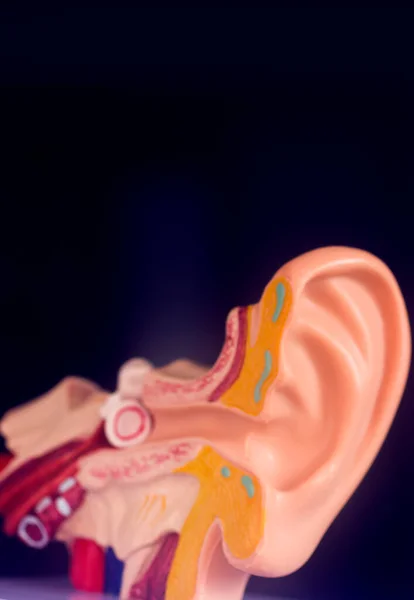 Hearing Ear Medical Teaching Model — Stock Photo, Image