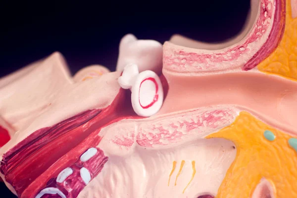 Модель Викладання Медичного Слухового Вуха — стокове фото