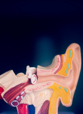 Kulak tıbbı eğitim modeli.