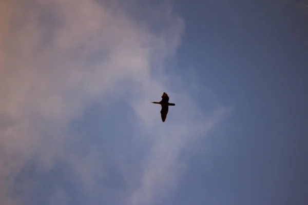 Bird flying in sky clouds sunset evening color — Stock Photo, Image