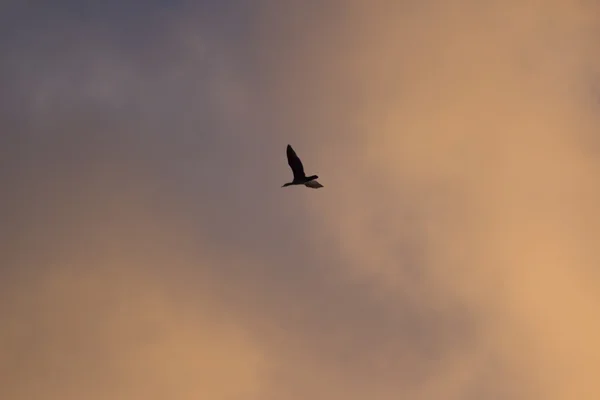 スカイ雲の中を飛んでいる鳥サンセットイブニングカラー — ストック写真