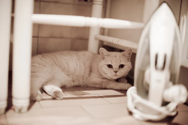 Sandalyenin altına kat görünümlü demir arkasında yatan kedi — Stok fotoğraf