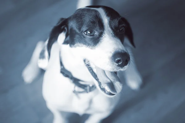 Schwarz-weißer kleiner Hund — Stockfoto
