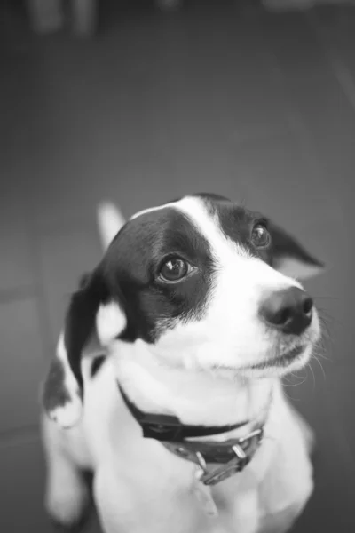 Cão pequeno preto e branco — Fotografia de Stock