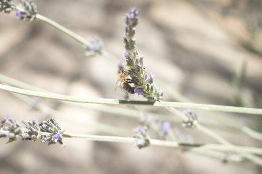 Lavendar herb bush honey bee sucking nectar