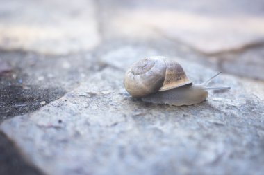 Snail in shell on stone