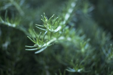 Rosemary herb seasoning bush growing