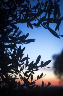 Zeytin ağacı siluet yaz aylarında gün batımında