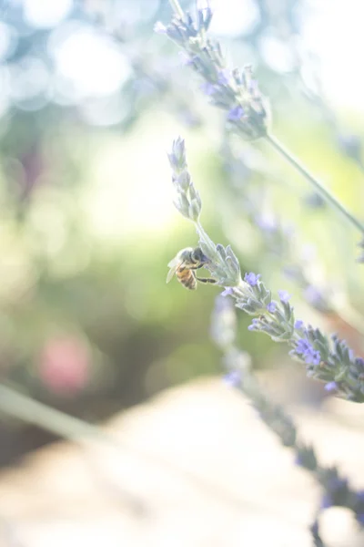 Lavendar herbe buisson miel abeille succion nectar — Photo