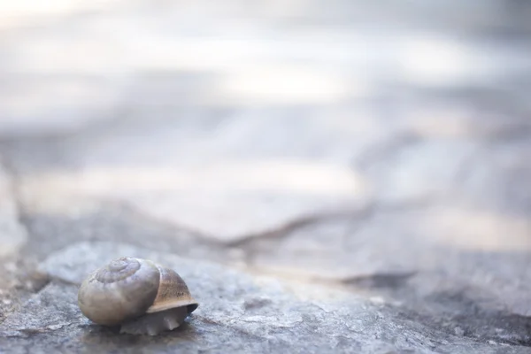 Snail in shell on stone — Stockfoto