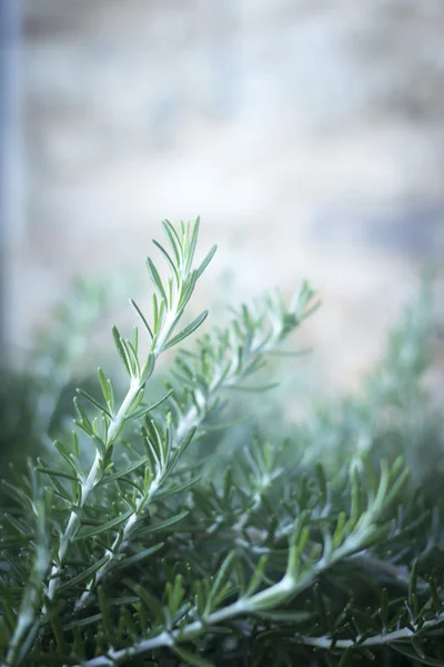 Rosemary herb seasoning bush growing — 스톡 사진