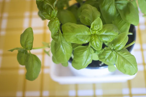 Basil herb seasoning pot plant — ストック写真