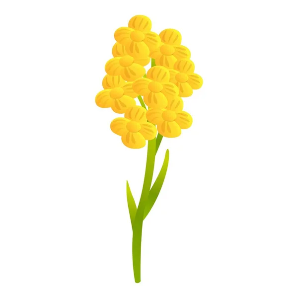 Ikona kwiatów polnych Canola, kreskówka — Wektor stockowy