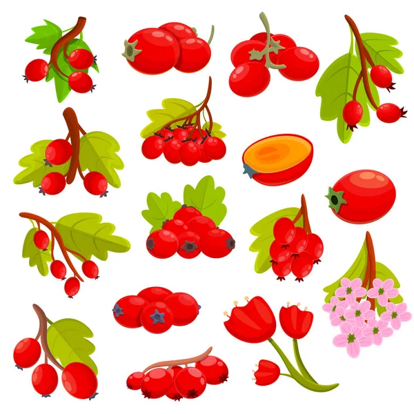 Σύνολο εικονιδίων Hawthorn berry, στυλ κινουμένων σχεδίων — Διανυσματικό Αρχείο