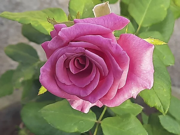 Piękna Róża Ogrodzie Podwórkowym — Zdjęcie stockowe