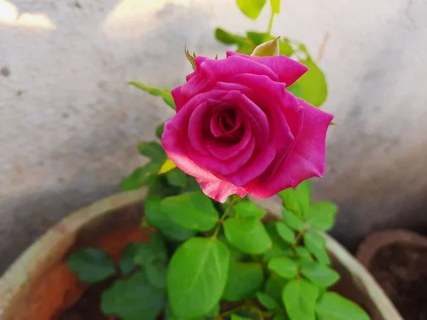 Belle Rose Rouge Dans Jardin Arrière Cour — Photo